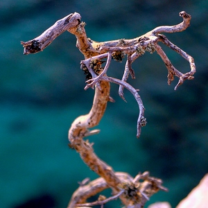Branche de bois mort devant la mer - France  - collection de photos clin d'oeil, catégorie plantes